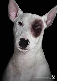 Thai Society for the Prevention of Cruelty to Animals: Bruise